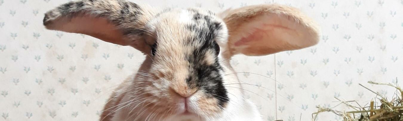 Lapin bélier avec oreilles dressées sauvé par l'association de protection animale Charle's Animal Guardians